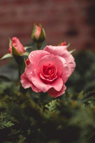 Romantic Rose Pictures Hq Image