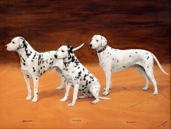 Dalmatian Wallpaper Funny Animals