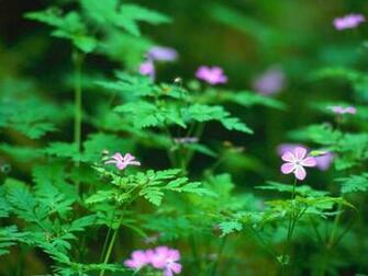 Forest Flowers Wallpaper HD Background Image Pictures