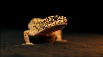 Leopard Gecko Wallpaper Computer Amazing