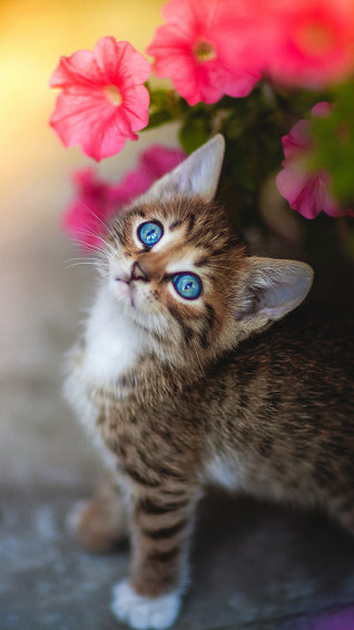 Cute Kitten Blue Eyes Flower 4k Ultra HD Mobile Wallpaper