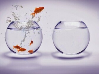 All 4u Wallpaper Gold Fish HD