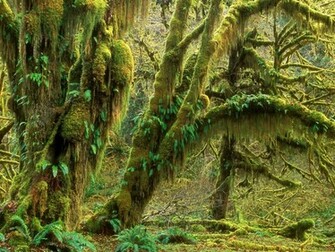 Beautiful Rainforest Background Wildlife A