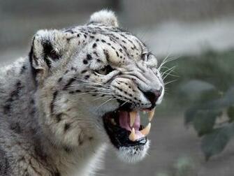 Snow Leopard Wallpaper HD Pictures One