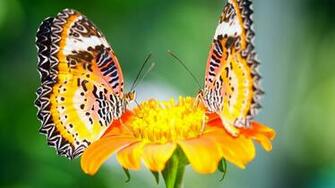 Beautiful Color Butterflies On Yellow Flowers HD Wallpaper Unique