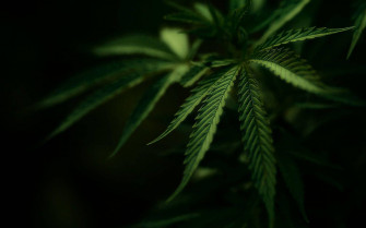 Marijuana Leaves Photography Wallpaper
