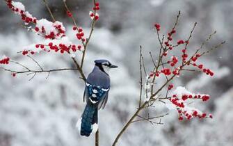 Blue Jay Bird Wallpaper HD Best Collection Of Cute Birds