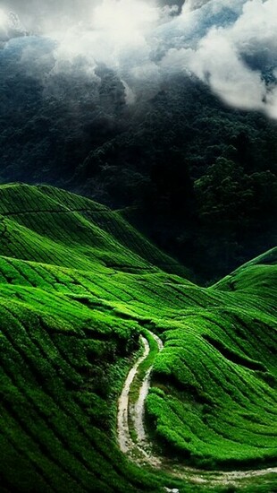 Nature Wallpaper For iPhone
