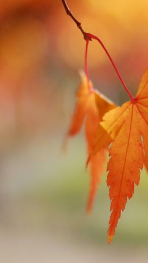 Orange Leaves Bokeh iPhone 5s Wallpaper