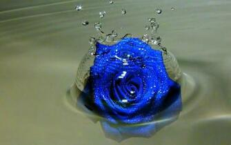 Blue Rose HD Wallpaper For Desktop Imagetown In