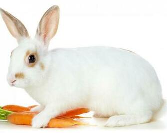 Pictures Christmas Wallpaper Rabbit With Carrot Great And
