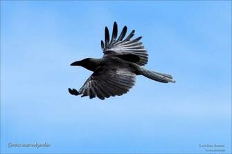 Crow HD Wallpaper Dwito