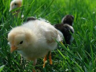 Cute Baby Chickens Zwallpix