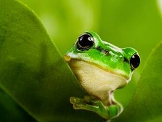 Cute Frogs Related Keywords Amp Suggestions