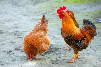 Pictures Birds Chicken Rooster Animals