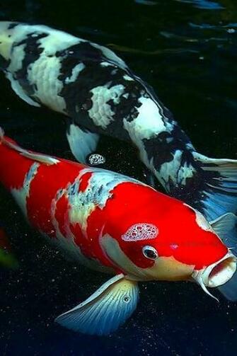 Koi Fish Wallpaper Two iPhone
