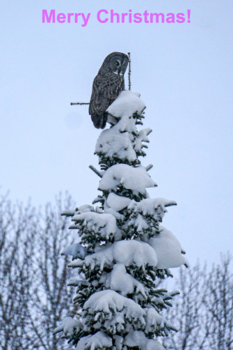 Christmas Owl Days Of Birds