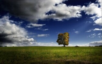 Wallpaper Lonelytree Photography Desktop Lonely