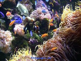 3d Tropical Fish Aquarium Wallpaper Jpg