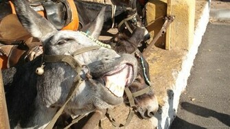 Funny Donkey Wallpaper