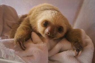 Baby Sloth Wallpaper Cute