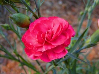 Pink Carnation Wallpaper