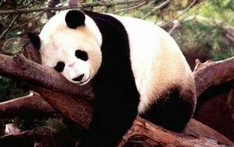 Cute Panda Jpg 20cute