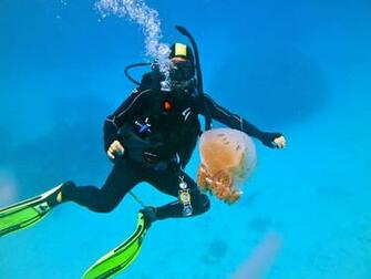 Scuba Diving Diver Ocean Sea Underwater Wallpaper