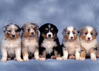 HD Animals Cute Dogs And Puppies Wallpaper