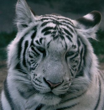 Tiger Looking Though Plant New Born Baby And