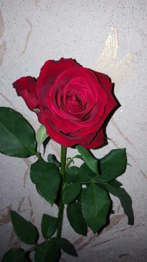 Rose Flower Red Beautiful Natural Girl Wallpaper