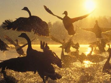 Water Sunrise Silhouette Canada Geese Birds Canadian