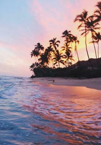 Palm Trees Wallpaper