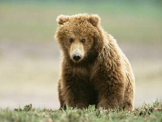 Brown Bear Wallpaper