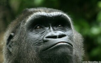 In Fun Zone Wallpaper Animal Gorilla Html