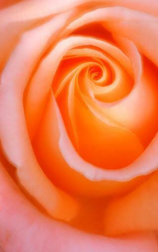 Rose Live Wallpaper Description Is Beautiful