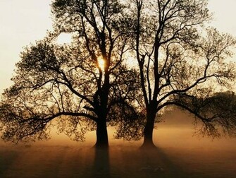 Background Collections Tree Wallpaper HD