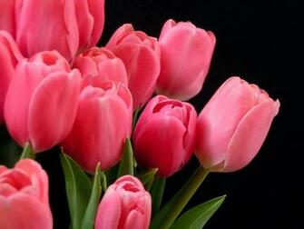 Desktop Wallpaper Of Pink Tulips Computer