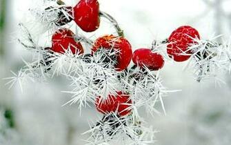 Nature Winter Red Berries Rose Hips Snow Frost Wallpaper Background
