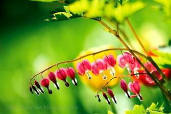 Ladybug Chameleon Wallpaper Screen Savers HD Background