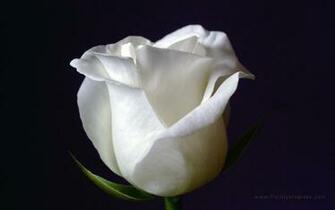 White Rose Wallpaper Stock Photos