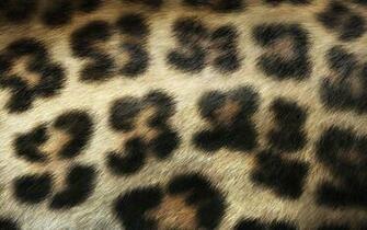 Leopard Print Desktop Pc And Mac Wallpaper