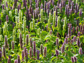 Purple Licorice Wallpaper