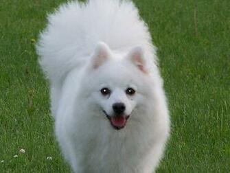 Friendly Japanese Spitz Photo And Wallpaper Beautiful