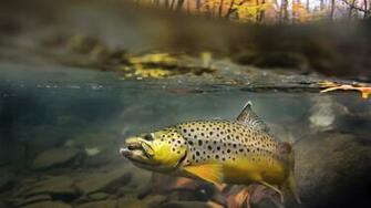 Fly Fishing Wallpaper Image