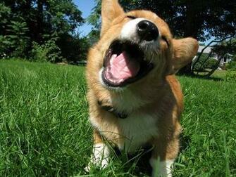 Your Puppy Pictures Wallpaper National Geographic