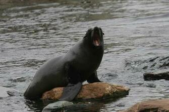 Seals Wallpaper