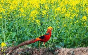 Golden Pheasant Full HD Wallpaper And Background