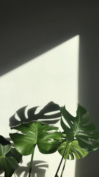Plant Aesthetic Wallpaper