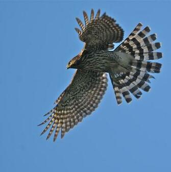 Hawk Wallpaper HD For Android Eagle